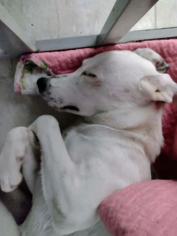 Cachorro ra a mista idade 2 a 6 meses nome Porunn