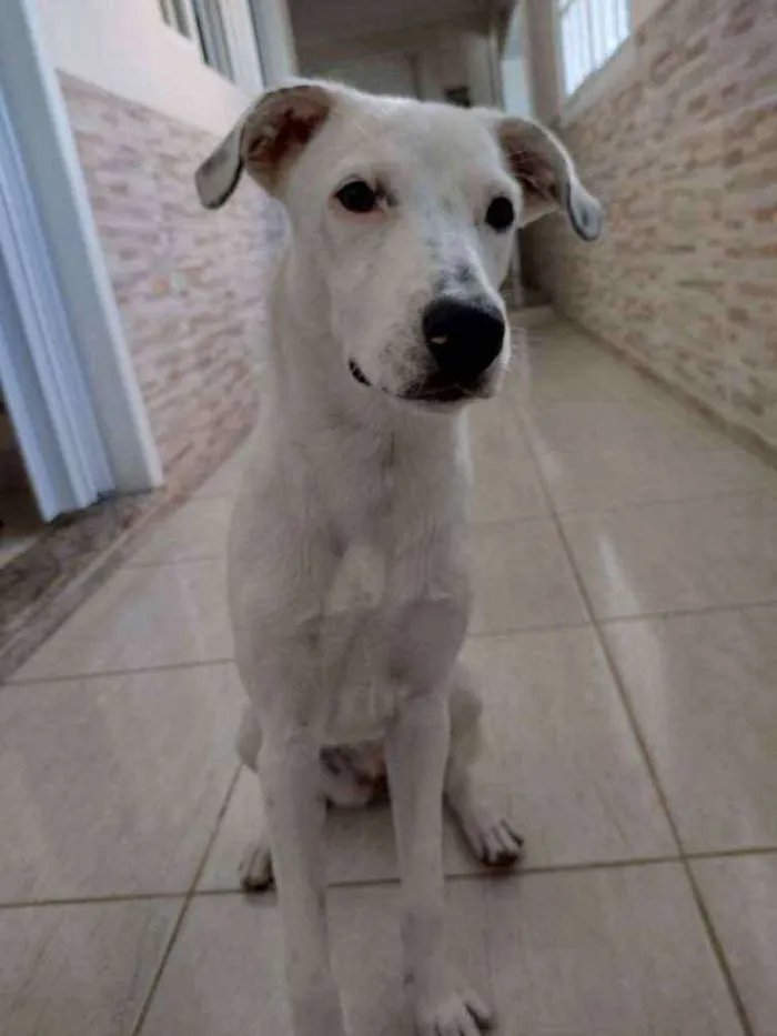 Cachorro ra a mista idade 2 a 6 meses nome Porunn