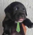 Apolo 