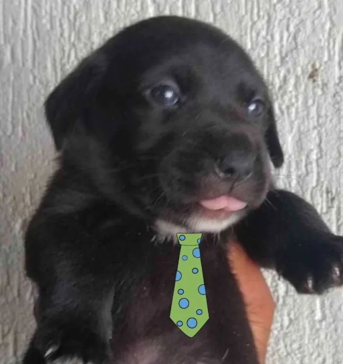 Cachorro ra a Mestiço  idade 2 a 6 meses nome Apolo 