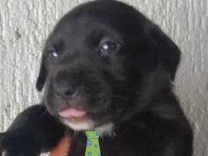 Cachorro raça Mestiço  idade 2 a 6 meses nome Apolo 