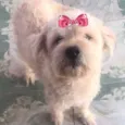 Vitória 