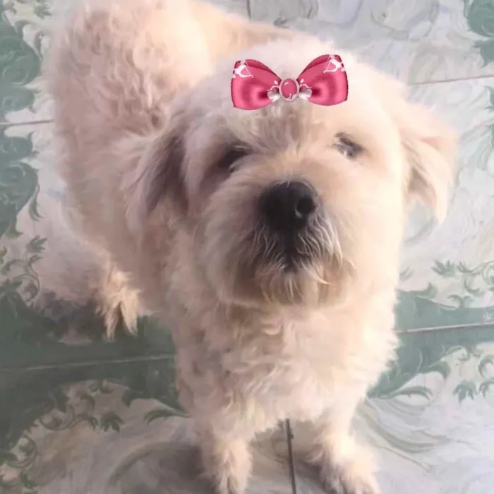 Cachorro ra a Mestiça  idade 2 a 6 meses nome Vitória 