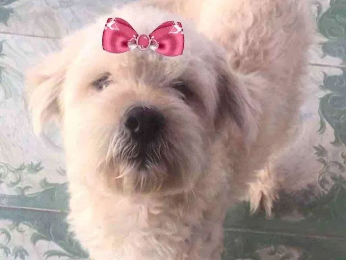 Cachorro ra a Mestiça  idade 2 a 6 meses nome Vitória 