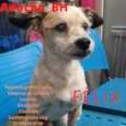 Félix