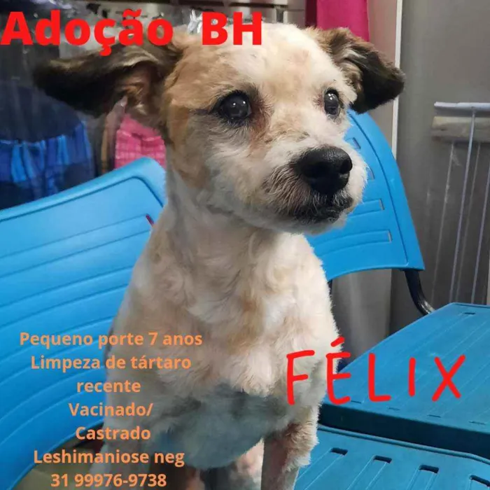 Cachorro raça Srd idade 6 ou mais anos nome Félix