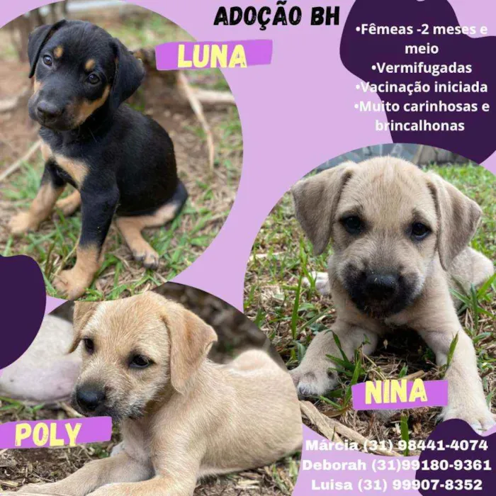 Cachorro raça Srd idade 2 a 6 meses nome Filhotinhas para ado