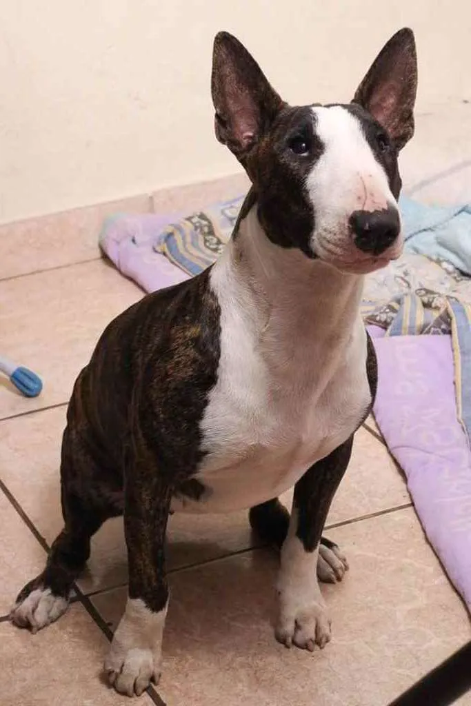 Cachorro raça Bull terrier  idade 6 ou mais anos nome Kiara