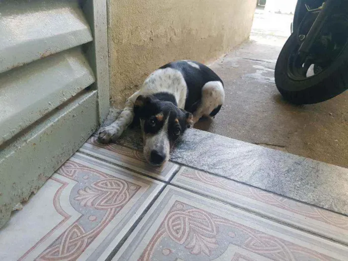Cachorro ra a SRD idade 2 a 6 meses nome Filipa