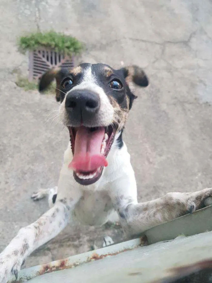 Cachorro ra a SRD idade 2 a 6 meses nome Filipa