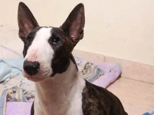 Cachorro raça Bull terrier  idade 6 ou mais anos nome Kiara