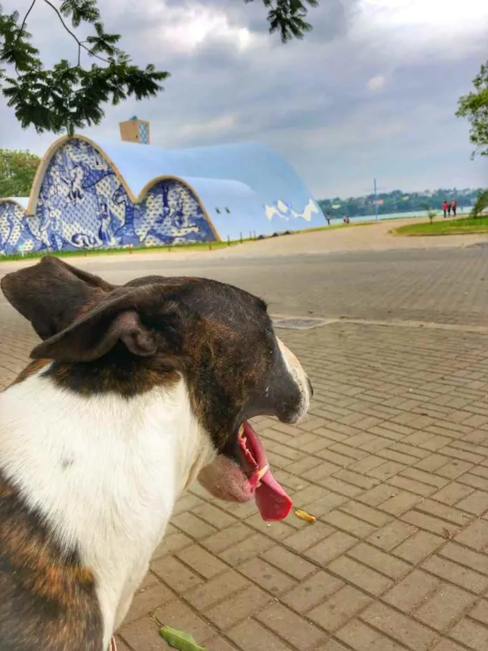 Cachorro raça Bull terrier  idade 6 ou mais anos nome Kiara