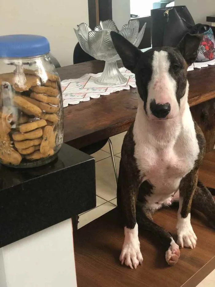 Cachorro raça Bull terrier  idade 6 ou mais anos nome Kiara