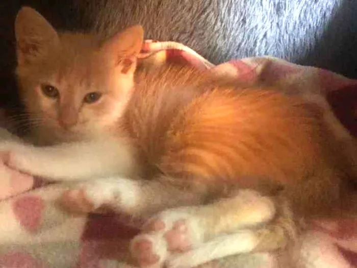 Gato ra a Srd idade Abaixo de 2 meses nome Bento