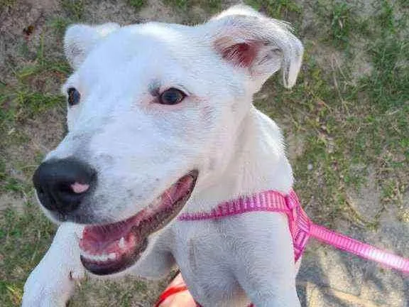 Cachorro ra a mista idade 2 a 6 meses nome Porunn