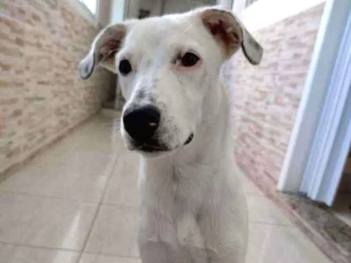 Cachorro ra a mista idade 2 a 6 meses nome Porunn