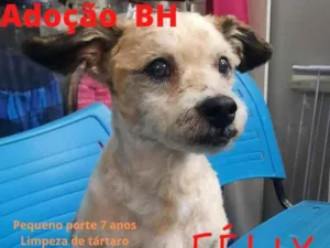 Cachorro raça Srd idade 6 ou mais anos nome Félix