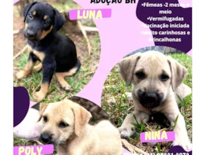 Cachorro raça Srd idade 2 a 6 meses nome Filhotinhas para ado
