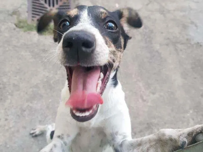 Cachorro ra a SRD idade 2 a 6 meses nome Filipa