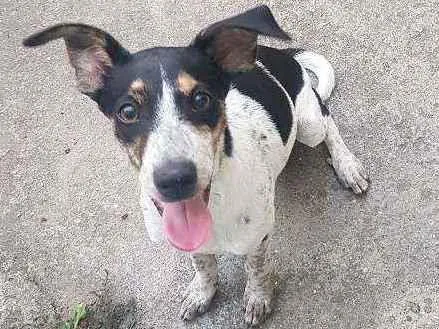 Cachorro ra a SRD idade 2 a 6 meses nome Filipa