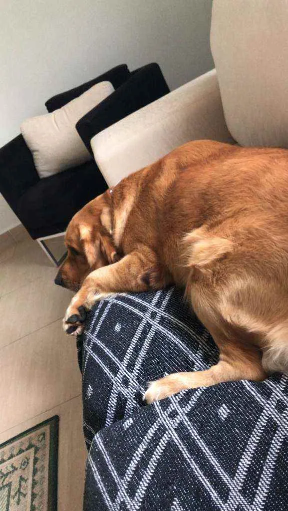 Cachorro ra a GOLDEN RETRIVIER idade 2 anos nome CHARLIE