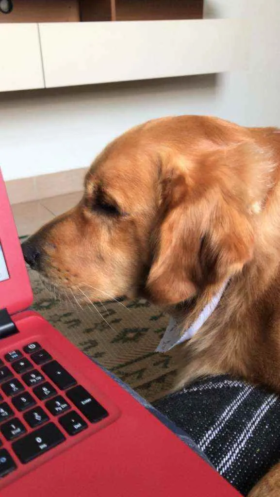 Cachorro ra a GOLDEN RETRIVIER idade 2 anos nome CHARLIE