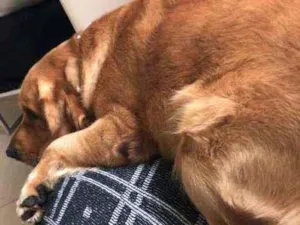 Cachorro raça GOLDEN RETRIVIER idade 2 anos nome CHARLIE