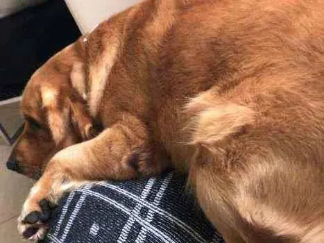 Cachorro ra a GOLDEN RETRIVIER idade 2 anos nome CHARLIE