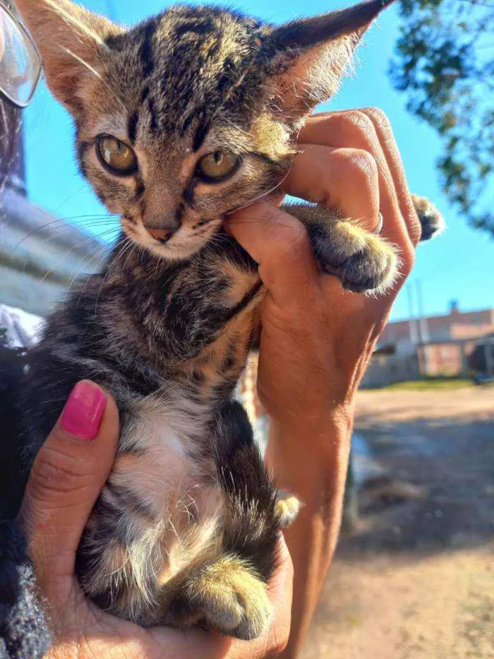 Gato ra a indefinida idade 2 a 6 meses nome Sem nome