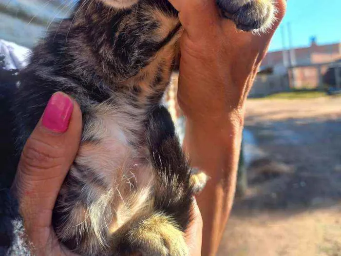 Gato ra a indefinida idade 2 a 6 meses nome Sem nome