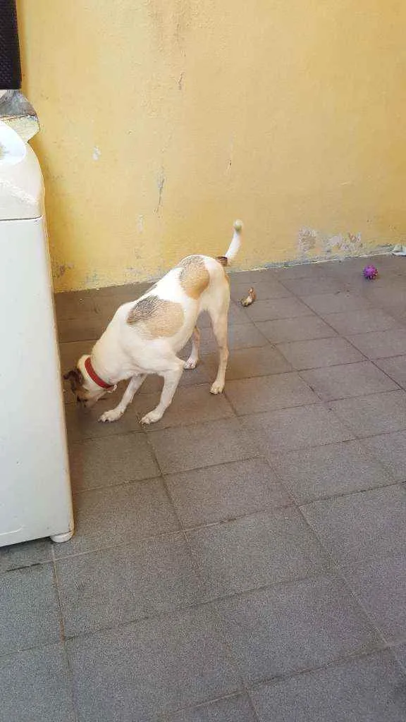 Cachorro ra a SRD idade 7 a 11 meses nome Maya