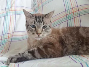 Gato raça SRD idade 2 anos nome Zé(?)