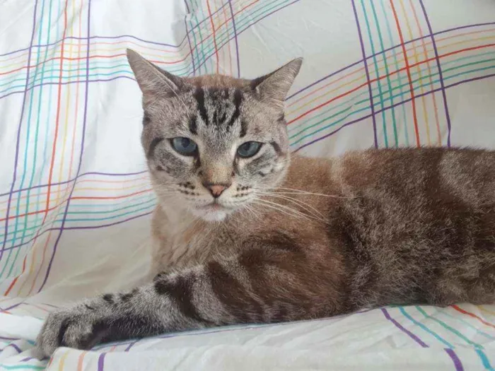 Gato ra a SRD idade 2 anos nome Zé(?)