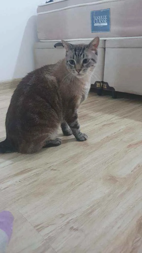 Gato ra a SRD idade 2 anos nome Zé(?)