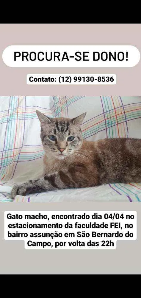 Gato ra a SRD idade 2 anos nome Zé(?)
