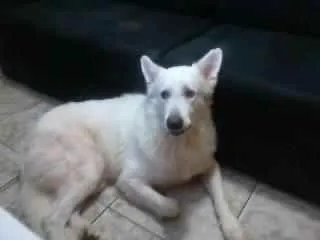 Cachorro ra a Pastor branco suíço  idade 6 ou mais anos nome Farrel 