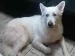 Cachorro ra a Pastor branco suíço  idade 6 ou mais anos nome Farrel 