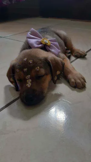 Cachorro raça Viralata idade Abaixo de 2 meses nome Mel