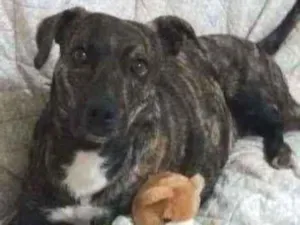 Cachorro raça SRD idade 2 anos nome Tigrão