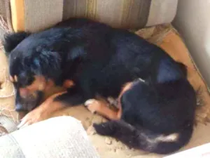 Cachorro raça SRD  idade 6 ou mais anos nome Pretinha