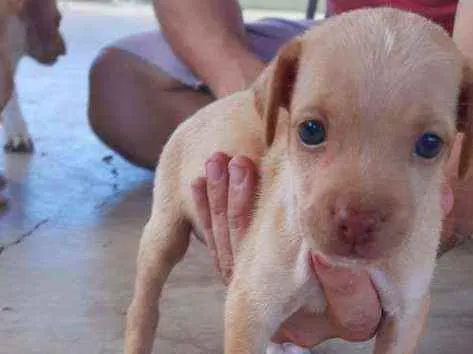 Cachorro raça Indefinido  idade Abaixo de 2 meses nome Scooby 