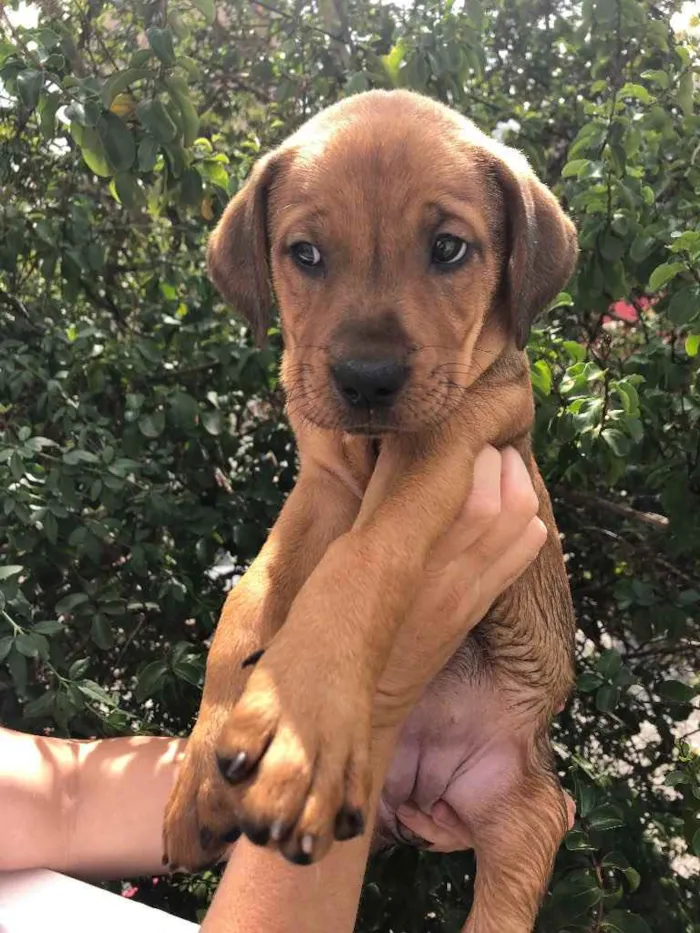 Cachorro raça SRD idade Abaixo de 2 meses nome Sem Nome