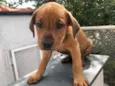 Cachorro raça SRD idade Abaixo de 2 meses nome Sem Nome