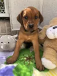 Cachorro raça SRD idade Abaixo de 2 meses nome Sem Nome