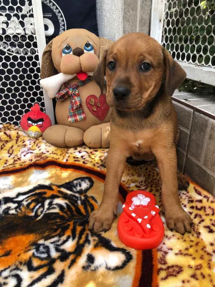 Cachorro raça SRD idade Abaixo de 2 meses nome Sem Nome