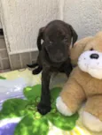 Cachorro raça SRD idade Abaixo de 2 meses nome Sem Nome