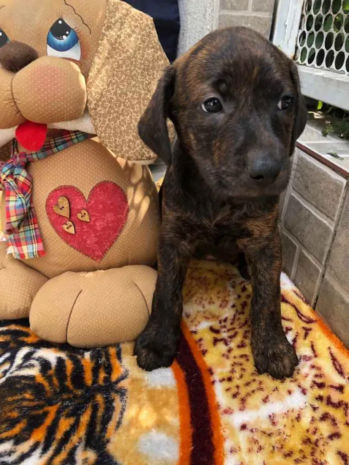 Cachorro raça SRD idade Abaixo de 2 meses nome Sem Nome