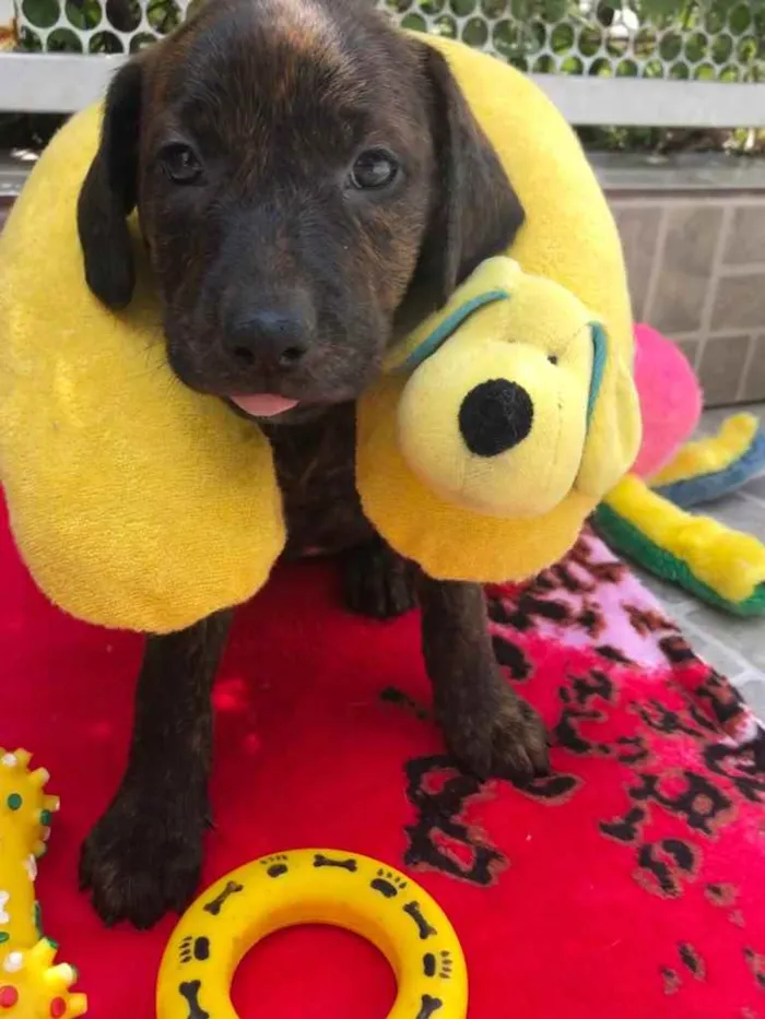 Cachorro raça SRD idade Abaixo de 2 meses nome Sem Nome