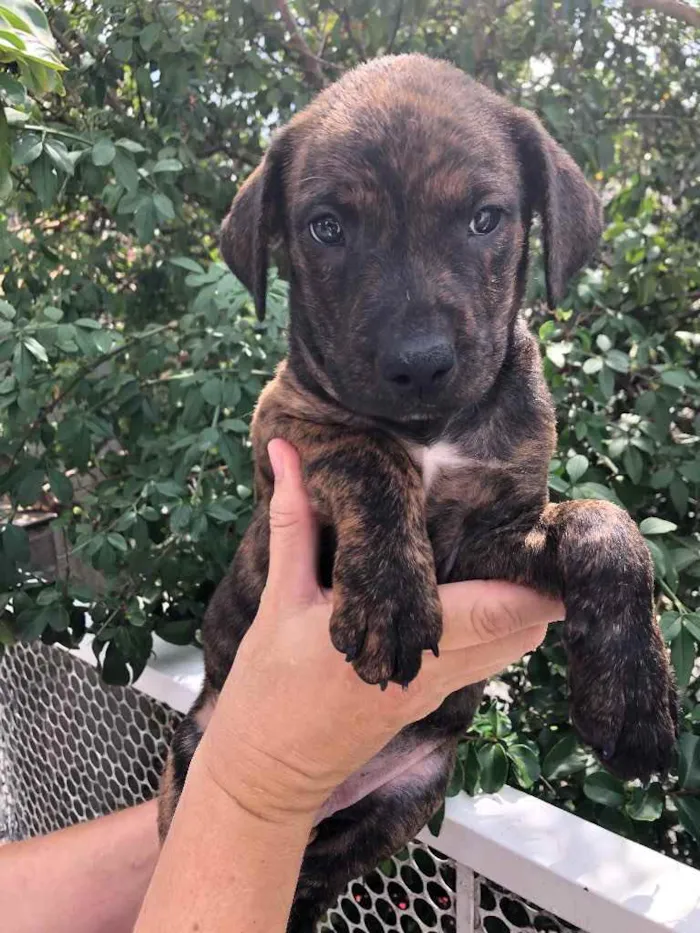 Cachorro raça SRD  idade Abaixo de 2 meses nome Sem Nome