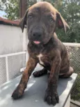 Cachorro raça SRD  idade Abaixo de 2 meses nome Sem Nome